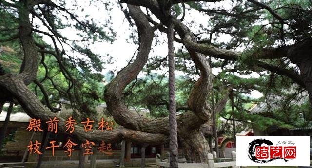 鞍山千山蟠龙松翠盖如冠枝干苍劲令人赞叹