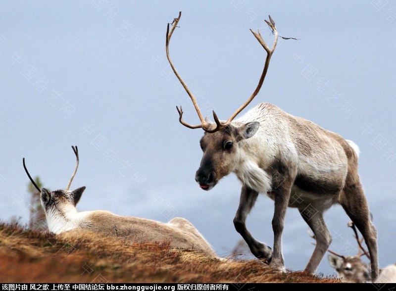 й̳ Reindeer ѱ¹ Ұѱ¹,ѱ¹¹ ̳뽻 090130m0qyzac4wlr11gn8