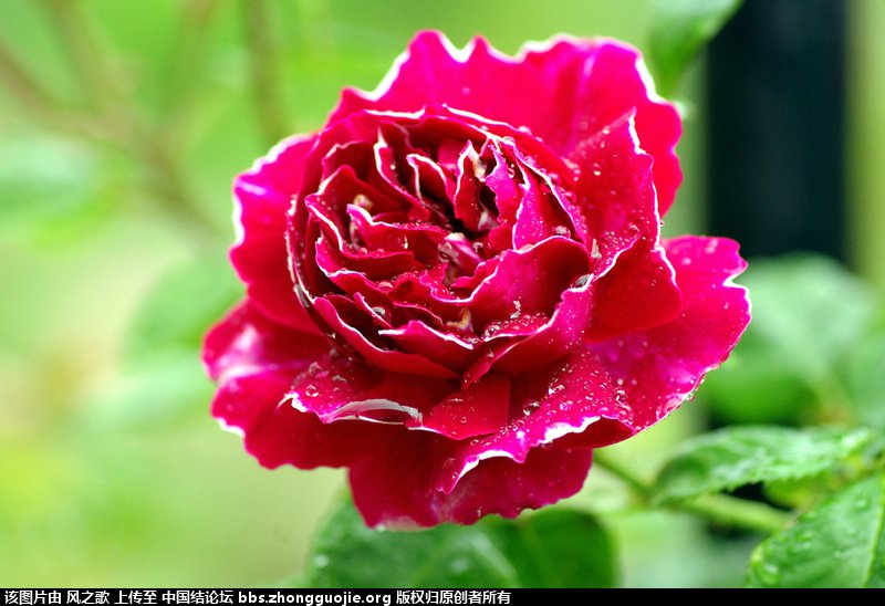 й̳ Rosa Ǿޱ ǾޱǾޱֲȫ,Ǿޱ,ǾޱǾޱǶ,Ǿޱʲô ̳뽻 155914y3zz4azm4t4m3aea