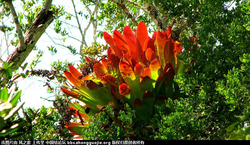 й̳ Bromeliaceae ơ ֲ,ο,,Ʒ ̳뽻 135411qltnp1r1p6t0tqrq