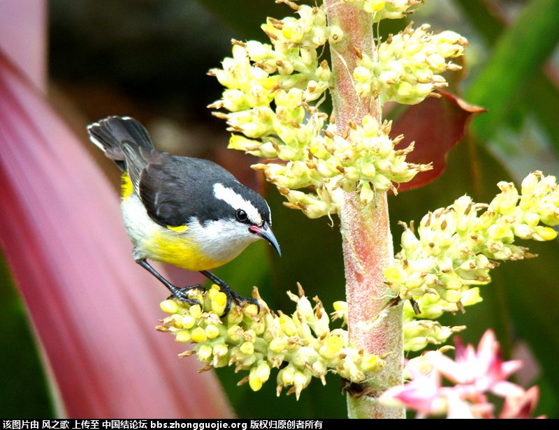 й̳ Bromeliaceae ơ ֲ,ο,,Ʒ ̳뽻 135432o6mwik5kv9kma5ss