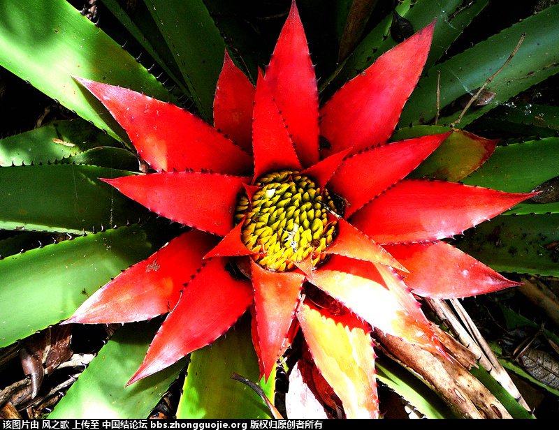 й̳ Bromeliaceae ơ ֲ,ο,,Ʒ ̳뽻 135447rxgwawtz1gswn7n1