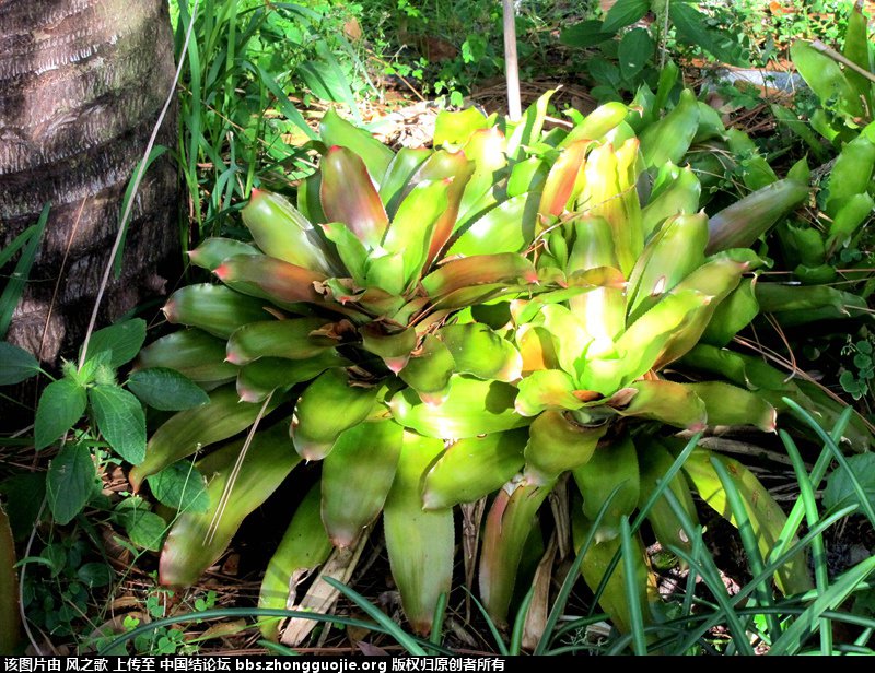 й̳ Bromeliaceae ơ ֲ,ο,,Ʒ ̳뽻 135454gzsqko1kcnxpg3kp