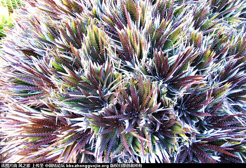 й̳ Bromeliaceae ơ ֲ,ο,,Ʒ ̳뽻 135856vl4j1oy8lj5rj4q4