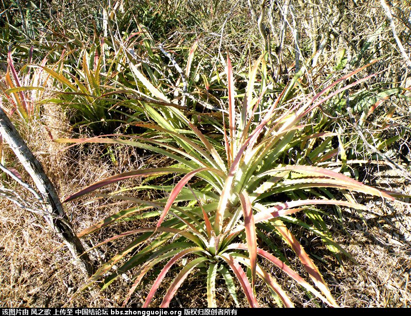 й̳ Bromeliaceae ơ ֲ,ο,,Ʒ ̳뽻 135941gfn2wx2yqg5ywxwr