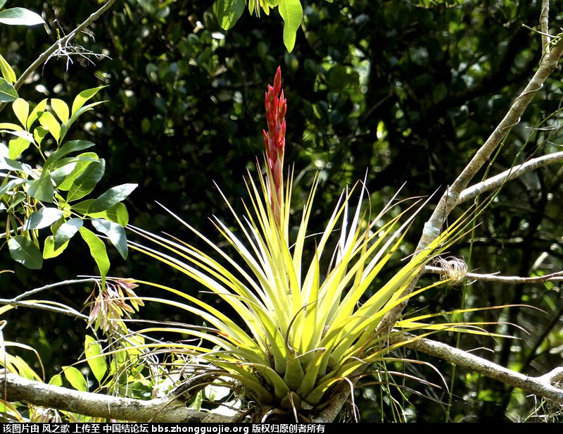 й̳ Bromeliaceae ơ ֲ,ο,,Ʒ ̳뽻 140201pkrp3g1pzopler8w