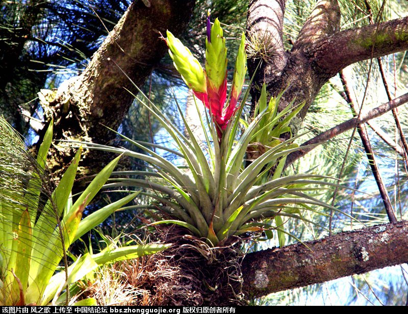 й̳ Bromeliaceae ơ ֲ,ο,,Ʒ ̳뽻 140209qjw4o4ohqoeerroa