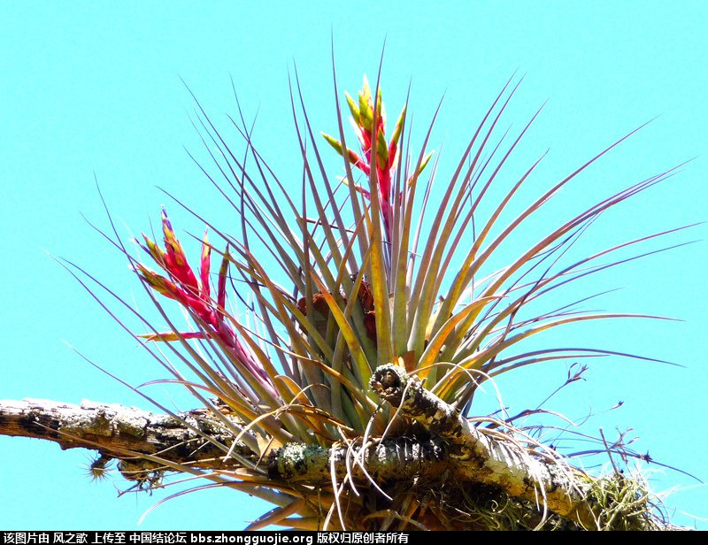 й̳ Bromeliaceae ơ ֲ,ο,,Ʒ ̳뽻 140216rqqccq02cfacqym3