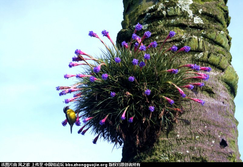 й̳ Bromeliaceae ơ ֲ,ο,,Ʒ ̳뽻 140223scq0l0sfsjt5w405