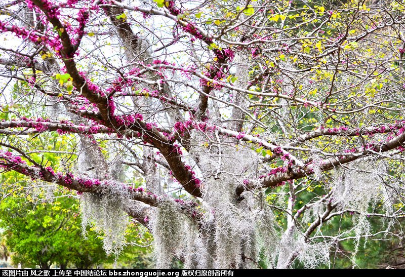 й̳ Bromeliaceae ơ ֲ,ο,,Ʒ ̳뽻 140245r5i1l8p7rpl51hrl