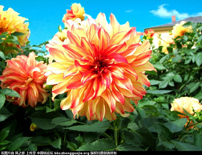 й̳ Dahlia  Դ,,ʲô,,ܻ ̳뽻 160226ala4kfa4udzaaf7u