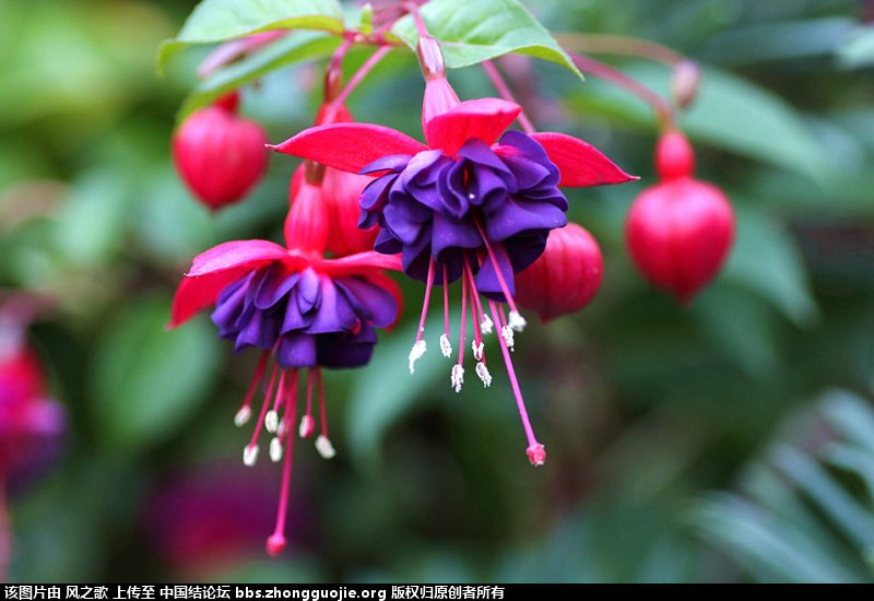 й̳ Fuchsia ҽ ,ǻ,̩ ̳뽻 174749zuc5oh5a1caavmr2