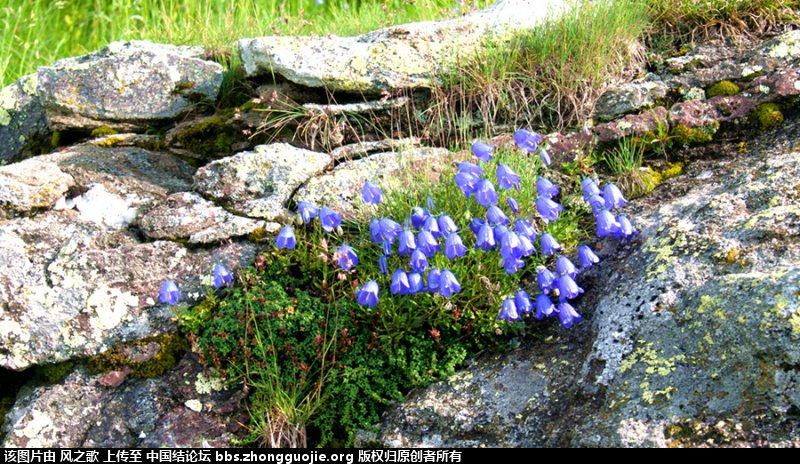 й̳ Campanulaceae ۹ơ ߿ԭ߼ʲô,߿ԭ,ڽ۹Ƶֲ,۹Ƶ ̳뽻 142623xkjxgcx6i8pi9o1j