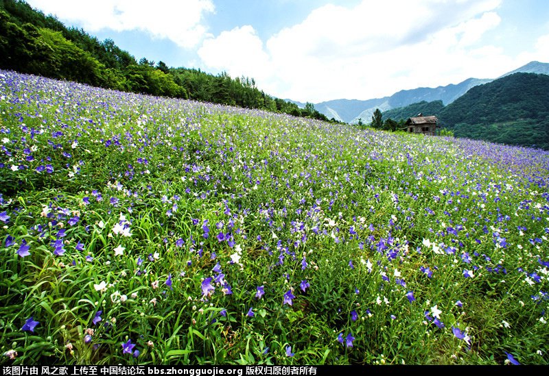 й̳ Campanulaceae ۹ơ ߿ԭ߼ʲô,߿ԭ,ڽ۹Ƶֲ,۹Ƶ ̳뽻 1426317sq7mdggupwzzgbq