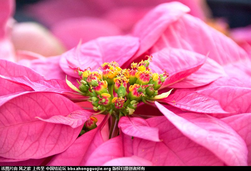 й̳ Euphorbia  ֲ,ī,һƷ,꪿,ɫ ̳뽻 1109431uzz2hu3euzowivz