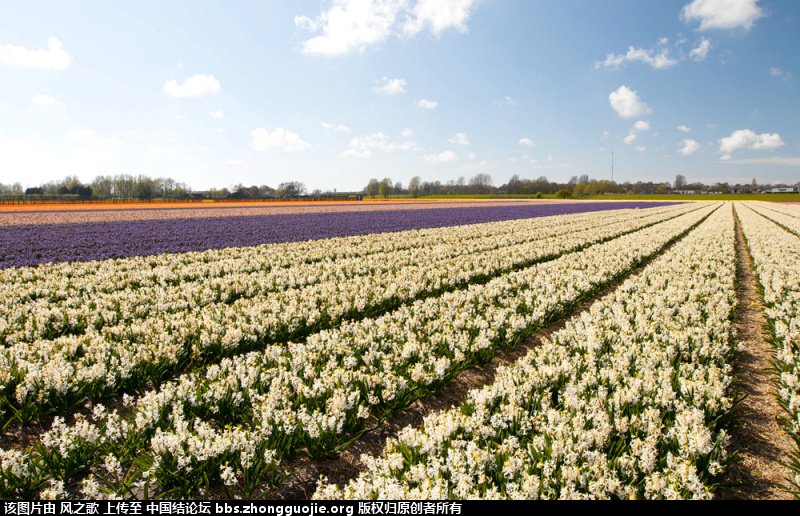 й̳ Hyacinthaceae ӿơ ʲô,ʲô,ʲô,޾ʲô,콶ʲô ̳뽻 095542gcxxzpc5gp4xhph9