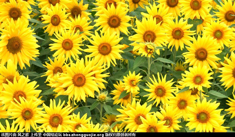 й̳ Helianthus տ տϴȫ ̳뽻 102651uwbccubrc9chzh9p