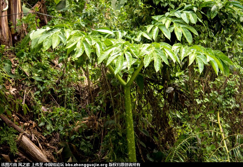 й̳ Araceae ǿơ ǿҩЩ,ǵĸ,ǿֲЩж,ǿ ̳뽻 0908276u4ckcgia333tkaa