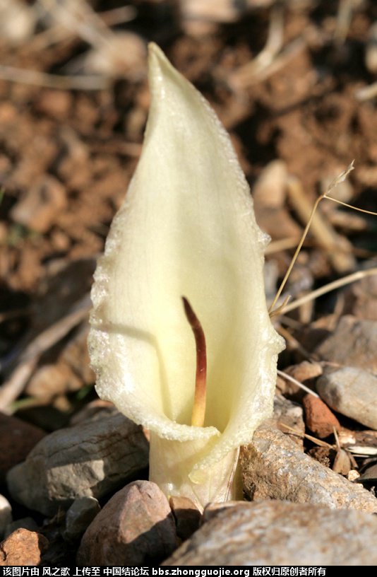 й̳ Araceae ǿơ ǿҩЩ,ǵĸ,ǿֲЩж,ǿ ̳뽻 090943dtn5oo5ezx71n11t