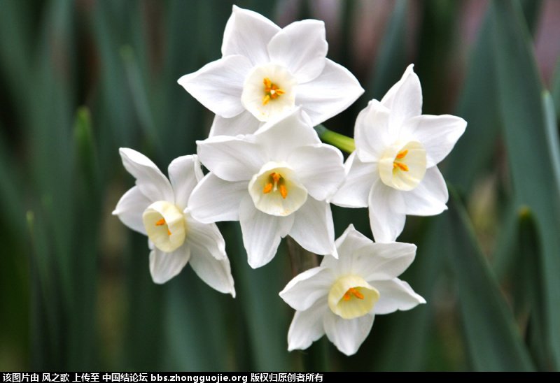 й̳ Narcissus ˮ ֲ,տ ̳뽻 104258vruvhzjjjj43e5u0