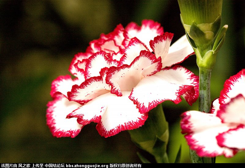 й̳ Dianthus ʯ ʯô,걳Ŀ,ʯ,ʯľ״,Ŀ ̳뽻 154927sg28j18ssgdqqgud