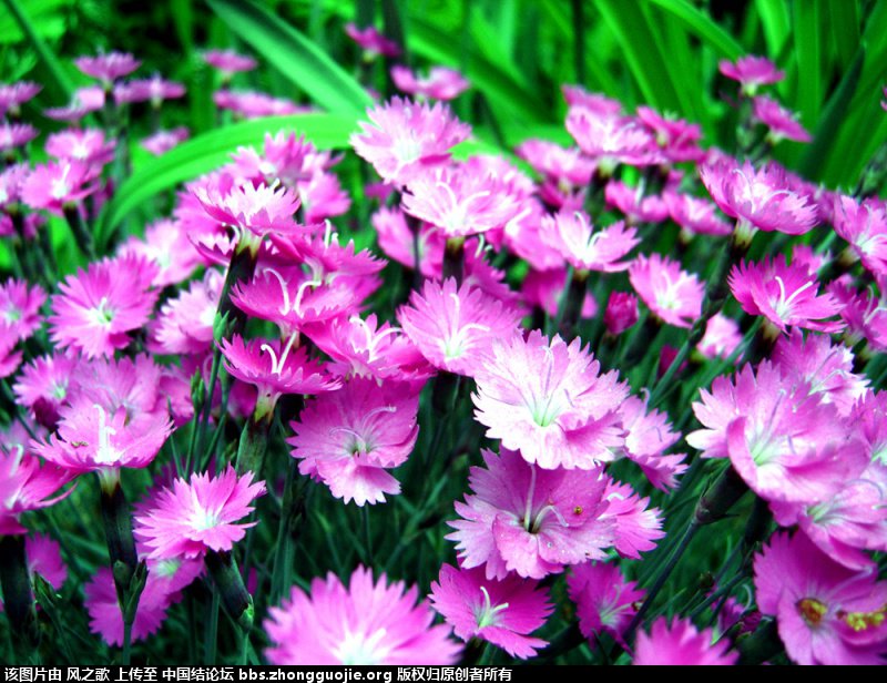 й̳ Dianthus ʯ ʯô,걳Ŀ,ʯ,ʯľ״,Ŀ ̳뽻 155003i7xrx7nbvbubvn63