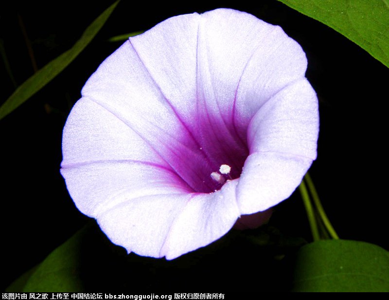 й̳ Ipomoea  ,,ڼԵ,ʲô,ȴ巬տµ ̳뽻 20423007iksc4xm140y00r