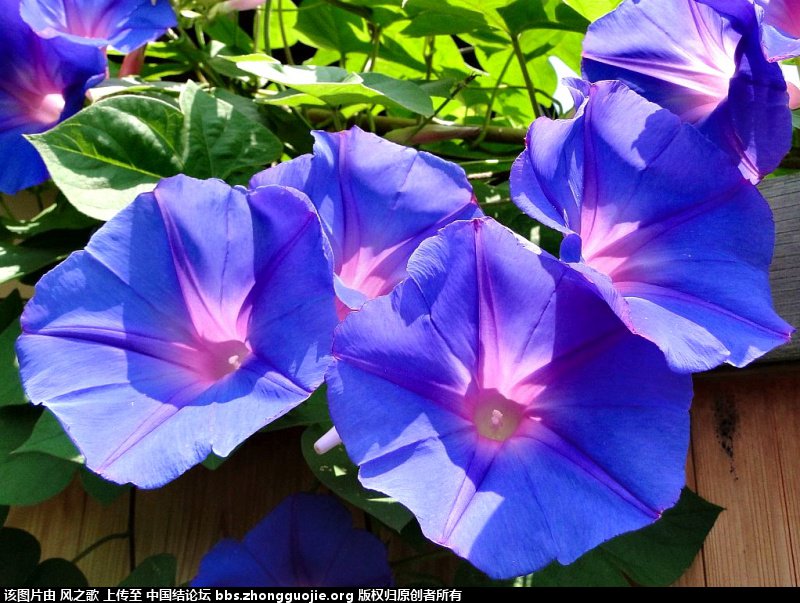 й̳ Ipomoea  ,,ڼԵ,ʲô,ȴ巬տµ ̳뽻 20433875cfssy76fo2mzt8