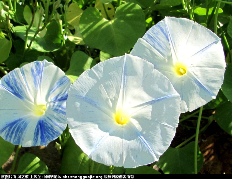 й̳ Ipomoea  ,,ڼԵ,ʲô,ȴ巬տµ ̳뽻 204351ucgsqixicmbm3bbs