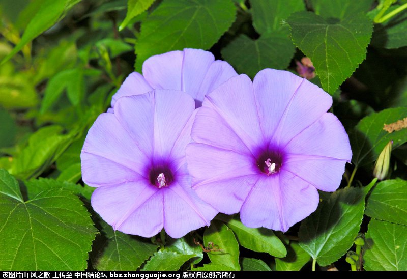 й̳ Ipomoea  ,,ڼԵ,ʲô,ȴ巬տµ ̳뽻 204539sx5dll1luflc59ds