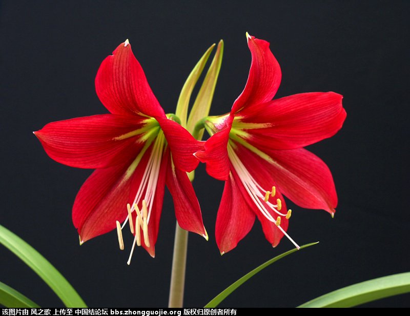 й̳ Hippeastrum 춥  ̳뽻 170948pked1geg00eqg4i2