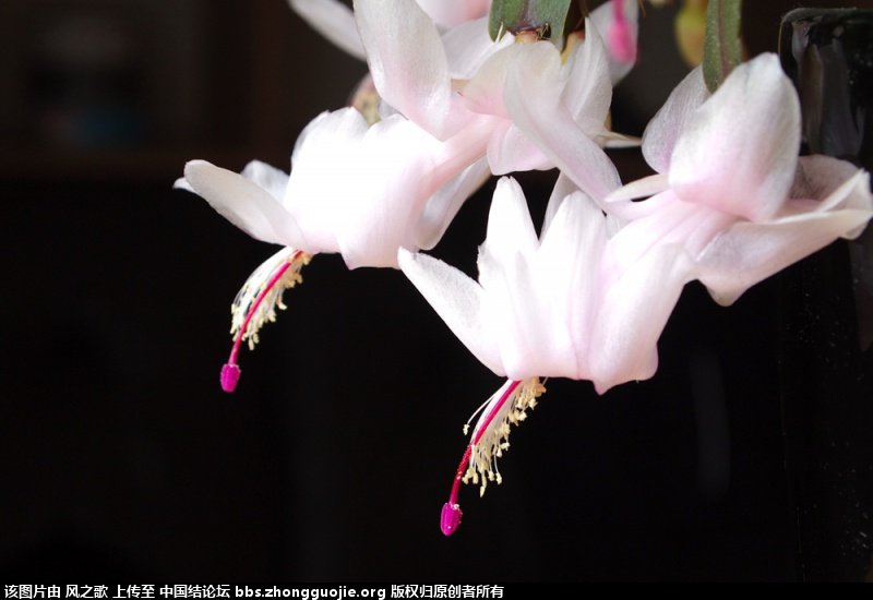 й̳ Schlumbergera зצ зצô,зצôǤ,зצƷ,зצˮ,ʲô ̳뽻 174853sdis2jj9anyjshdw