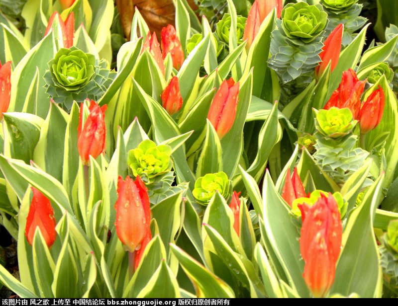 й̳ Tulipa  ʲô,ʲô,ɻʲô,ǻ ̳뽻 1632376uiutgsoswn4ortu