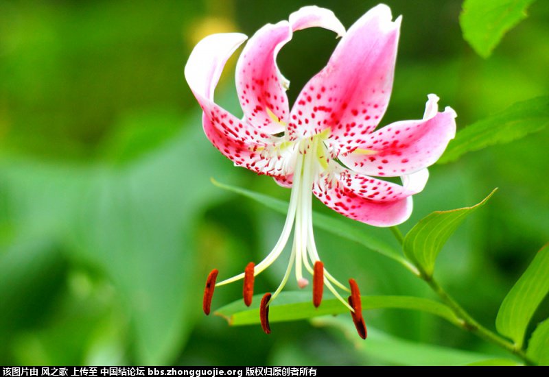 й̳ Lilium ٺ зצ,ٺ ̳뽻 143938r2xnu99a9zjf9xt2