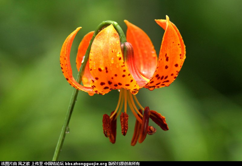 й̳ Lilium ٺ зצ,ٺ ̳뽻 145545c40qo6n5n4cs5nqv