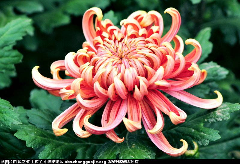 й̳ Chrysanthemum  °,͹,Ԩ,׾, ̳뽻 15015841b31978yj7aj31y