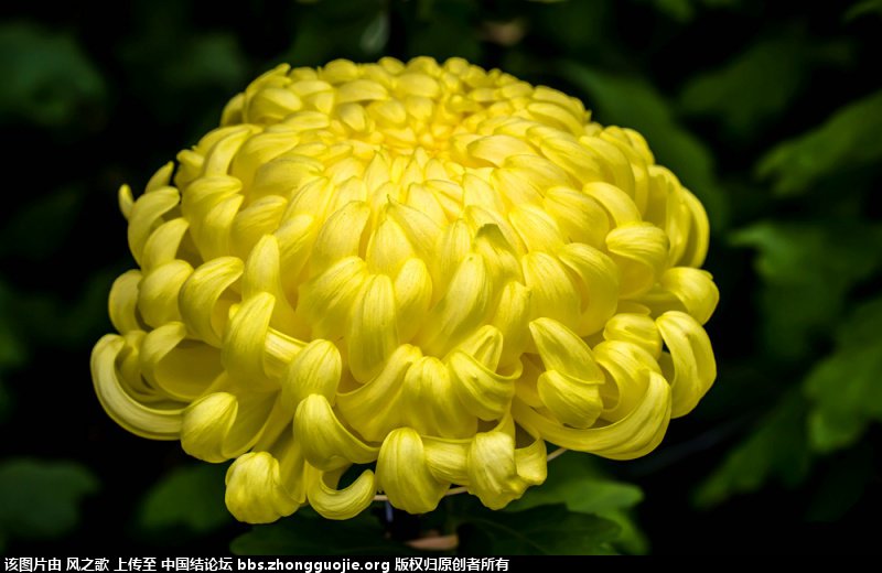й̳ Chrysanthemum  °,͹,Ԩ,׾, ̳뽻 150208d58lxmqbefzwdw8f