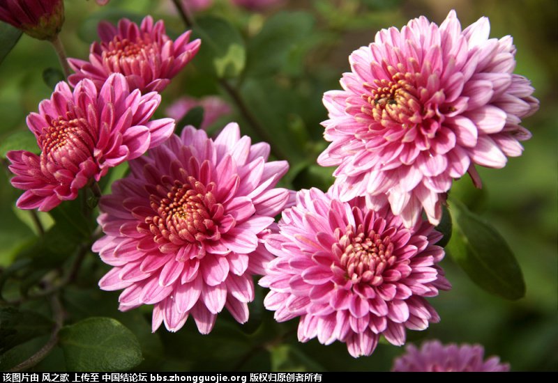 й̳ Chrysanthemum  °,͹,Ԩ,׾, ̳뽻 150223zbc6z38vzx4xobdx