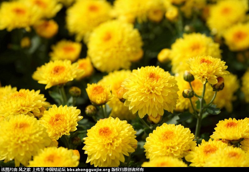 й̳ Chrysanthemum  °,͹,Ԩ,׾, ̳뽻 150247noi4ionvdhzmzbdz