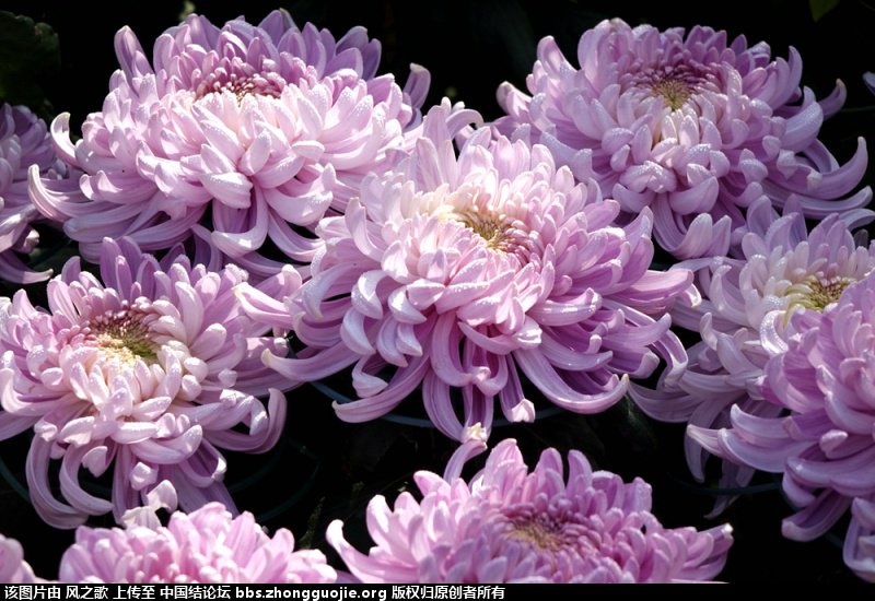 й̳ Chrysanthemum  °,͹,Ԩ,׾, ̳뽻 150302z8wso78l9df8sdeg