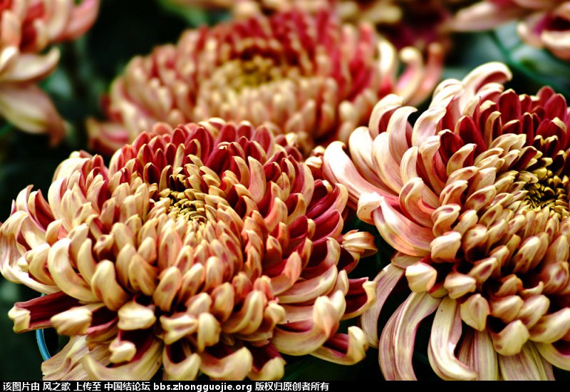 й̳ Chrysanthemum  °,͹,Ԩ,׾, ̳뽻 15033623uqyqi2uu1l6x24