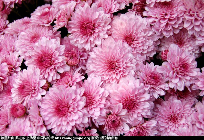 й̳ Chrysanthemum  °,͹,Ԩ,׾, ̳뽻 150347kw46ooxxm9or6drd