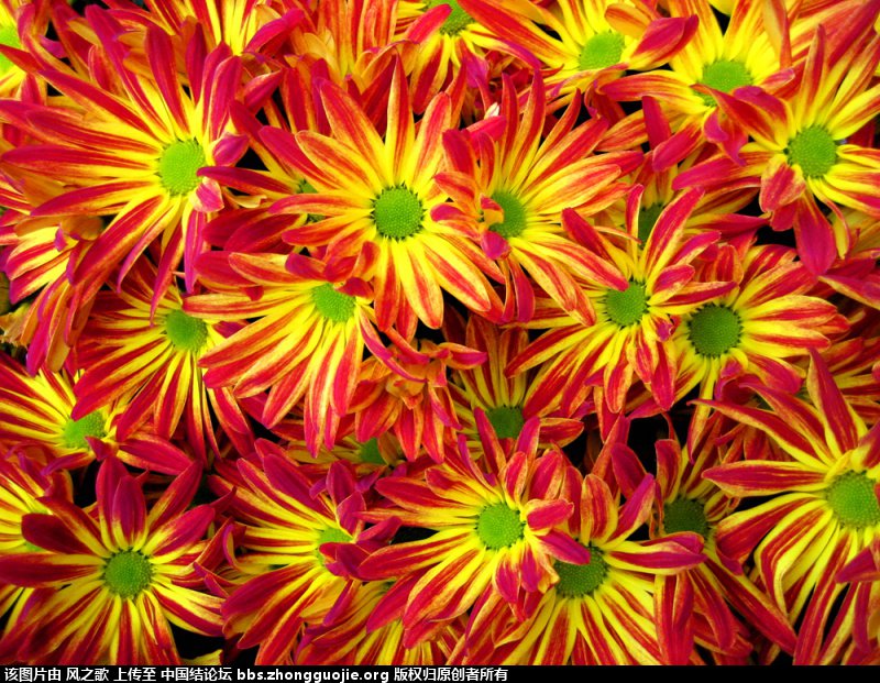 й̳ Chrysanthemum  °,͹,Ԩ,׾, ̳뽻 150403mlmfapdp4luufdpj