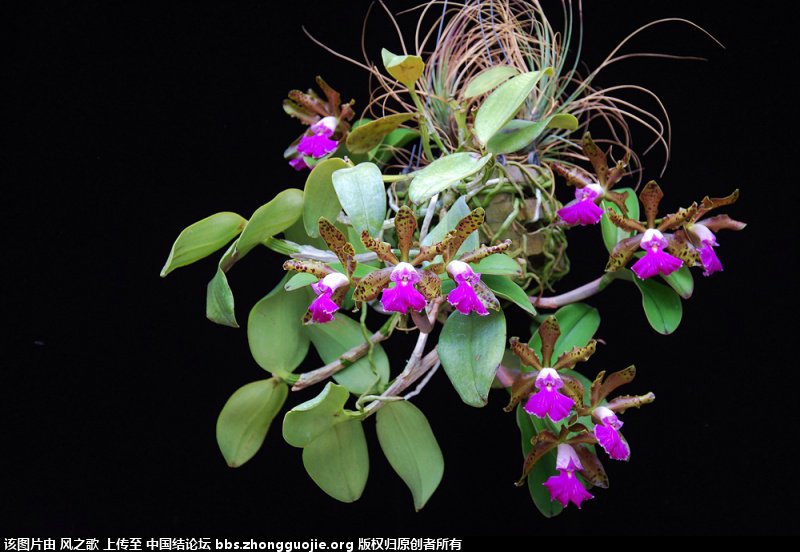 й̳ Orchidaceae ơ ƻʽ,,ֲĻʽ,Ľ,ֲʶ ̳뽻 165656a5m80lm88fda0mo0