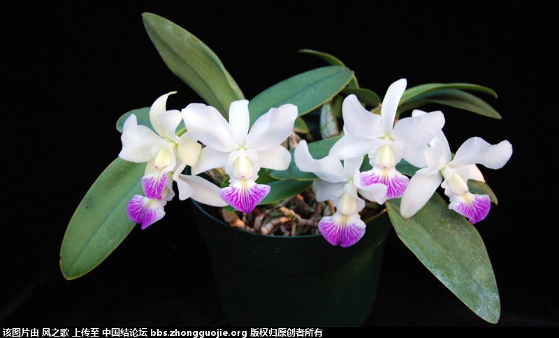 й̳ Orchidaceae ơ ƻʽ,,ֲĻʽ,Ľ,ֲʶ ̳뽻 16570505pf05m8pmfpon1b