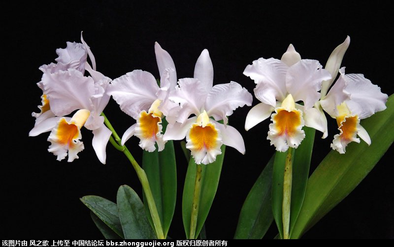 й̳ Orchidaceae ơ ƻʽ,,ֲĻʽ,Ľ,ֲʶ ̳뽻 1657245ap9zp2aur3u4jq9