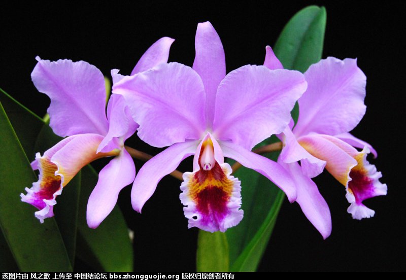 й̳ Orchidaceae ơ ƻʽ,,ֲĻʽ,Ľ,ֲʶ ̳뽻 16573697cn6zmxmz6gzszi