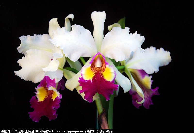 й̳ Orchidaceae ơ ƻʽ,,ֲĻʽ,Ľ,ֲʶ ̳뽻 165745odm98oz7l1z3r9rd