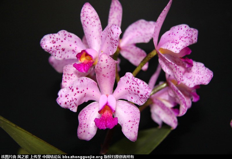 й̳ Orchidaceae ơ ƻʽ,,ֲĻʽ,Ľ,ֲʶ ̳뽻 165755z8u7wu72uf7wu8z7