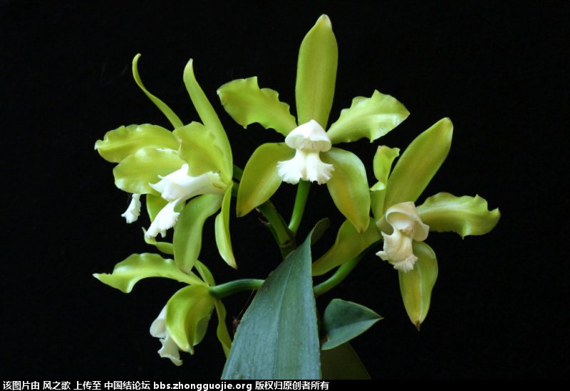 й̳ Orchidaceae ơ ƻʽ,,ֲĻʽ,Ľ,ֲʶ ̳뽻 165825mkmbzwkw5lwy9hoy